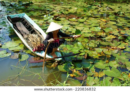 DONG THAP, VIET NAM- SEPT 23: Asian farmer sitting on row boat, pick water lily, one food from nature, aquatic plant at Mekong Delta, water-lily as vegetable in Vietnamese dish, Vietnam, Sept 23, 2014