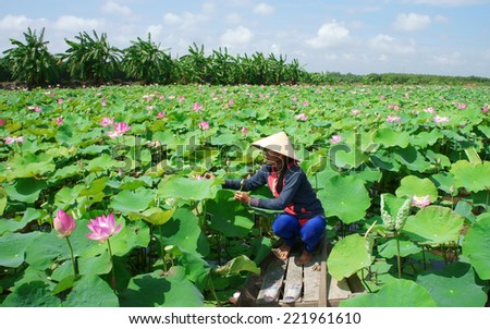 Beautiful landscaping of Vietnamese village, woman rowing the row boat to pick lotus flower on waterlilly pond, large aquatic flora lake in green leaf, pink flower make amazing scene at Mekong Delta