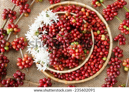 Close up of red coffee bean, agriculture product of Vietnam,  cafe bean in bamboo basket on sackcloth background, amazing shape with fresh ripe berries in vibrant colors