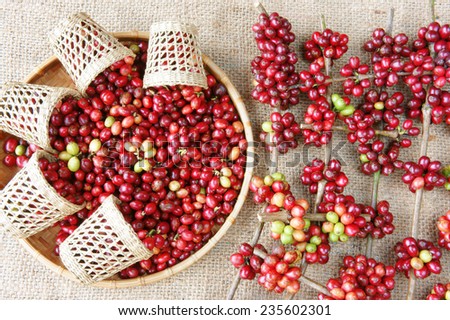 Close up of red coffee bean, agriculture product of Vietnam,  cafe bean in bamboo basket on sackcloth background, amazing shape with fresh ripe berries in vibrant colors