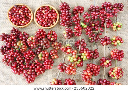 Close up of red coffee bean, agriculture product of Vietnam,  cafe bean in bamboo basket on sackcloth background, amazing heart shape with fresh ripe berries in vibrant colors
