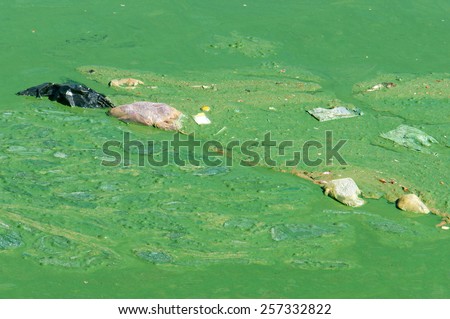 Polluted water from green algae on Xuan Huong lake, Dalat, Vietnam. Environment problem from water source with color and smell, other contamination from trash on pond, contaminated water very serious
