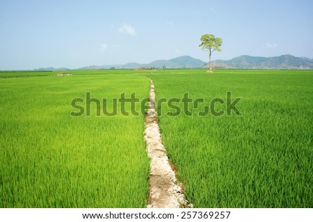 Beautiful agriculture field at Buon Me Thuot, Daklak, Vietnam, tree on green paddy field, eco place for Viet Nam travel, vast landscape under sky