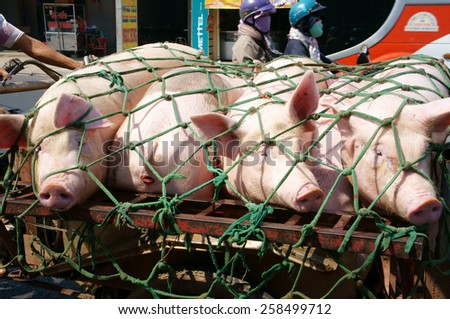 DONG NAI, VIET NAM- FEB 13: Asian man transport group of pig to market by tricycle on street, pig is popular product from family agriculture, Dongnai, Vietnam, Feb 13, 2015