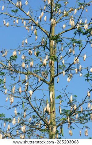 Silk cotton tree, Scientific name is Ceiba pentandra, under blue sky, kapok tree bloom in white flower, this blossom make pillow