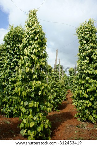 Pepper field at Gia Lai, Viet Nam, group of pepper plant in green, this farm product is export product from Vietnam to Asia, vegetable growing in bush, and plant in many aea as Binh Phuoc, Daklak