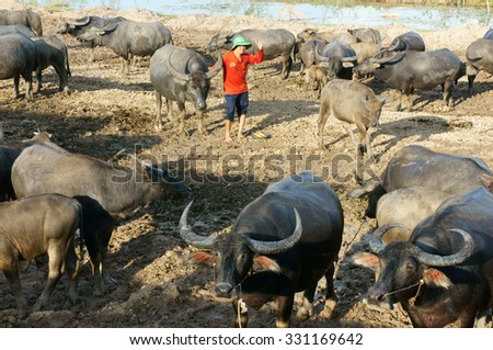AN GIANG, VIET NAM- OCT 15: Asian farmer grazing farm animal on flooded farm on flooding season, group of buffalo return after  wandering day on rice plantation, Angiang, Vietnam, Oct 15, 2015