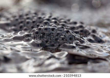 Frog spawn in close up against the light