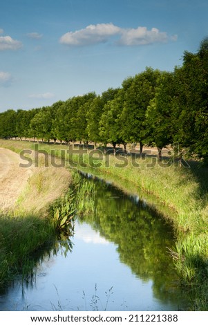 Creek with row of trees reflected in water in vertical composition