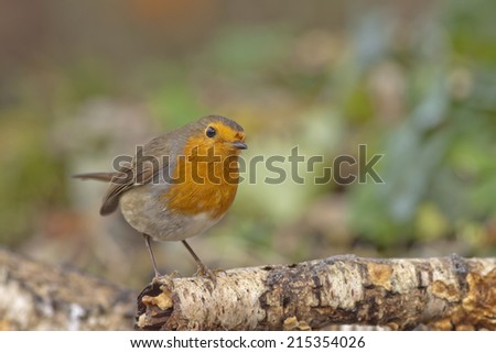 Robin with round figure on a branch