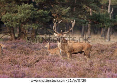 Red deer stag with yound deer in heather landscape
