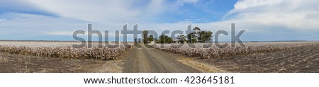 Panorama of Cotton Fields at Australia