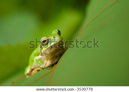 Japanese green frog