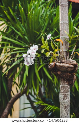 Orchid flower grown on a palm tree