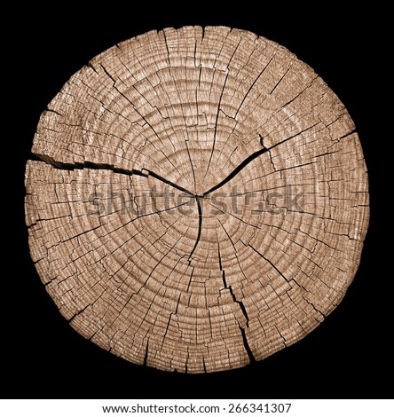 Cross section of tree trunk showing growth rings on black background