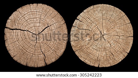 Cross section of tree trunk showing growth rings on black background