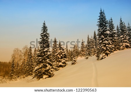 coniferous forest  in december at minus 40 degrees