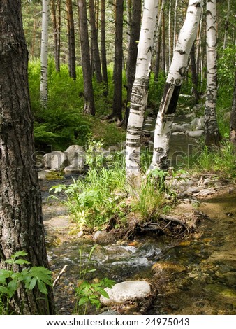 stony creek between wood at summer