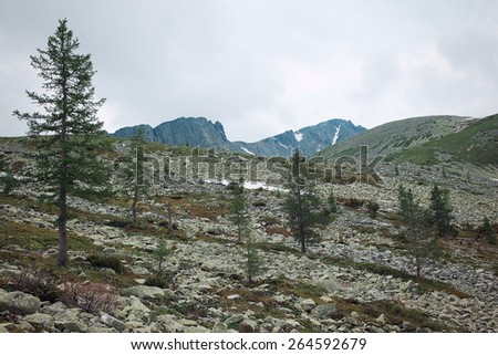 Larches among the rocks in the Altai Mountains in spring