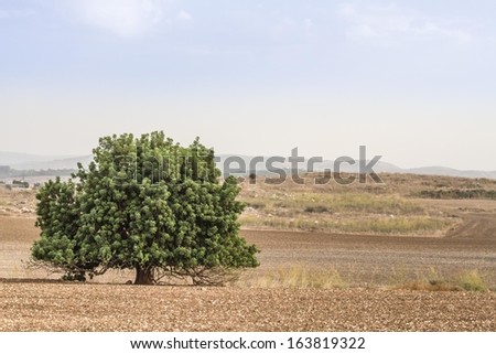 Beautiful photo lone tree in a field. Israel.