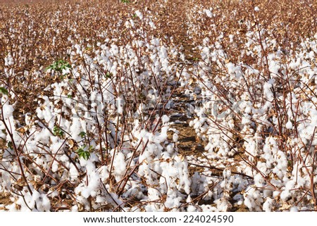 Photo of a cotton field after harvesting