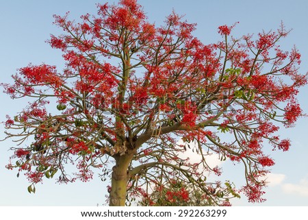 The Australian Brachychiton acerifolius, commonly known as the Illawarra Flame Tree, flowering in summer on a bare leafless tree is a glorious sight with its bright  red bell shaped blooms.