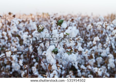 Cotton balls on the plant ready to be harvested , Israel .