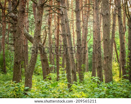 pine forest, vertical orientation