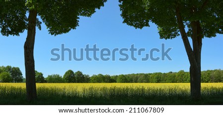 Two trees in the field. Outline of trees on the background of the rapeseed field in a clear, sunny, cloudless day.