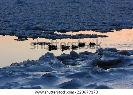 Ducks in winter. Ducks swimming among ice in a winter pond. Sunset moment.