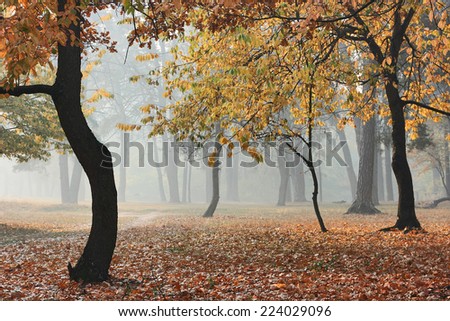 Autumn forest in fog. Sunlight through morning haze and dark silhouettes of trees in the autumn forest.