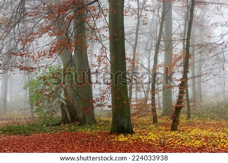 Misty forest in autumn. Trees with green and red leaves in the autumn forest in foggy day.