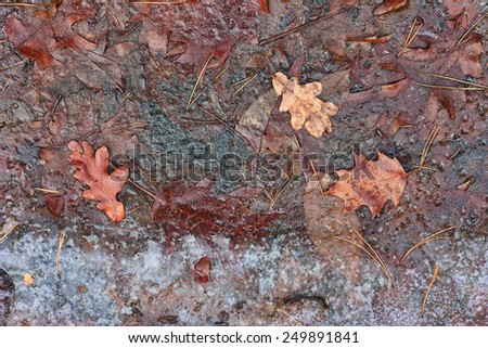 Oak leafs frozen in ice. Fallen leaves on the ground covered thin crust of ice.
