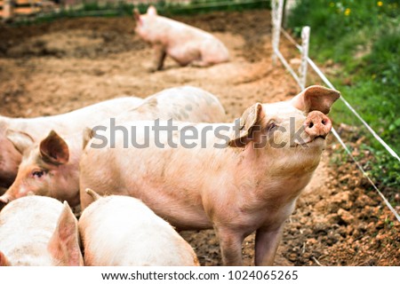 Pigs on the farm. Happy pigs on pig farm with girl. piglets