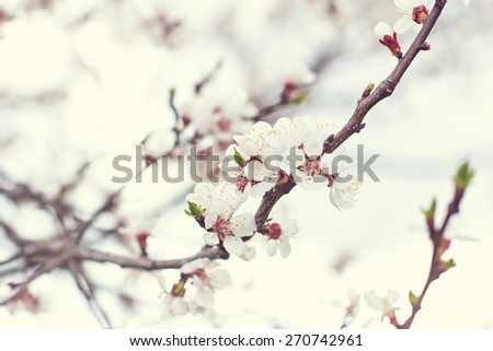 Apricot tree flowers. Spring white flowers on a tree branch. Apricot tree in bloom. Spring, seasons, time of year. White flowers of apricot tree