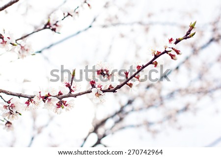 Apricot tree flowers. Spring white flowers on a tree branch. Apricot tree in bloom. Spring, seasons, time of year. White flowers of apricot tree