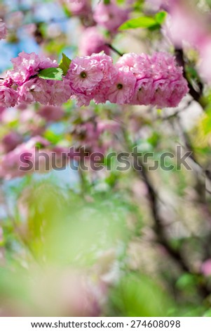 sakura tree flowers. Spring pink flowers on a tree branch. sakura tree in bloom. Spring, seasons, time of year. Spring sakura blossoms