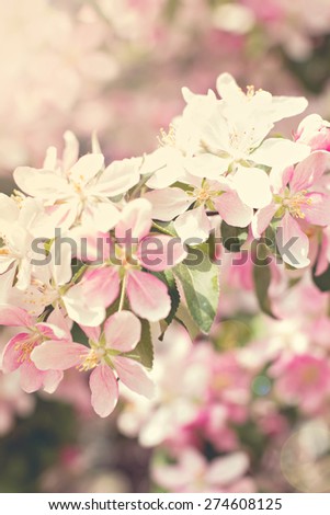 Cherry tree flowers. Spring pink flowers on a tree branch. cherry tree in bloom. Spring, seasons, time of year. Spring cherry blossoms