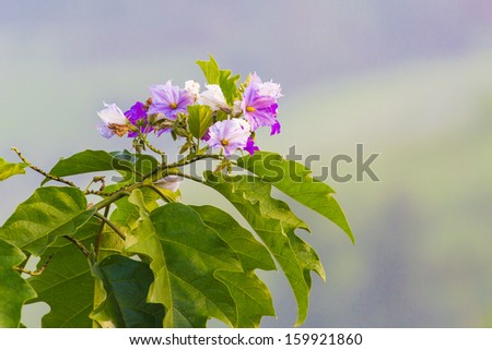 scene of jungle flowers in the green nature