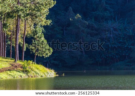 light and shadow on tree above the lake of Thailand national park