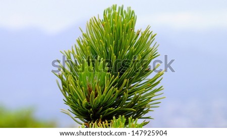 Fur tree branch tip with mountains blurred background