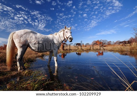 White horse near a water