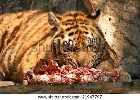 A tiger eating meat in a zoo
