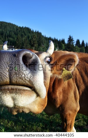 Close up cow portrait in the mountain