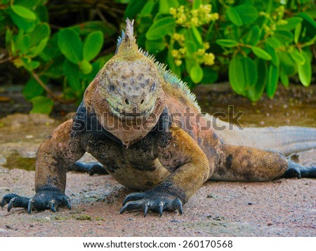 The Marine Iguana looks like he is ready for action as he stares at the camera.  It looks like he has a grin on his face