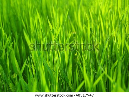 Fresh Spring Green Grass. Natural Grass Background in Sunlight.