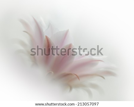 Beautiful Pink Cactus Flower on the White Background