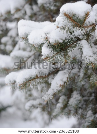 Fir-tree Branch Covered with Snow. Christmas Background with Fir-tree and Real Snow