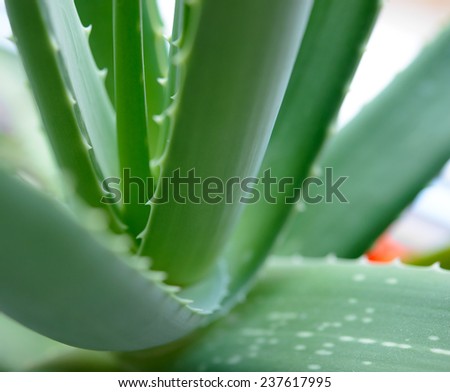 Close up Image of Green Aloe Vera Leafs on the Bright Background