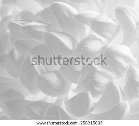 Close Up Image of the Beautiful Chrysanthemum Flower on the White Background. Black and White